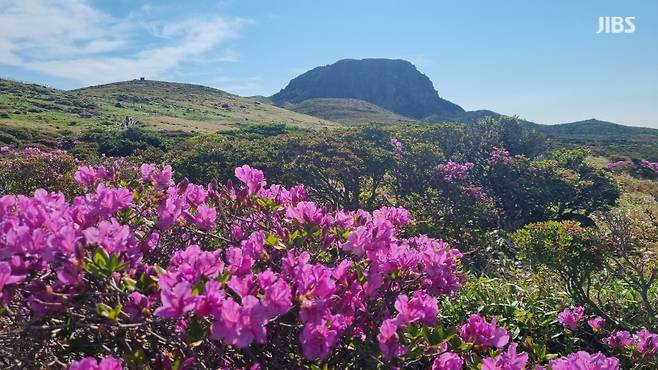 한라산 해발 1,600m 고지에 만개한 산철쭉 (촬영 오일령 기자)