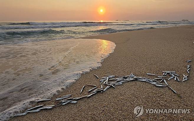 경포해변 밀려온 은빛 멸치떼 (강릉=연합뉴스) 유형재 기자 = 10일 이른 아침강원 강릉시 경포해수욕장 백사장에 파도에 밀려 나와 죽은 멸치떼가 곳곳에서 대량으로 발견돼 눈길을 끌고 있다. 2026.6.10 yoo21@yna.co.kr