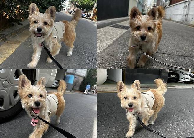행복한 산책 시간! 보호자 제공