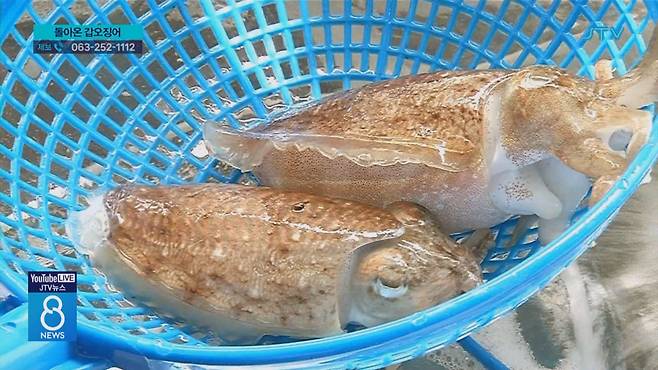 돌아온 갑오징어⋯군산 대표 수산물 될까?
