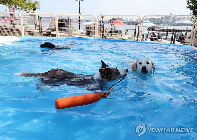 신나는 반려견 물놀이 (서울=연합뉴스) 서명곤 기자 = 10일 서울 마포구 마포 반려동물 캠핑장에 문을 연 댕댕이 물놀이장에서 한 어린이가 반려견들이 물놀이를 즐기고 있다. 2025.8.10 seephoto@yna.co.kr