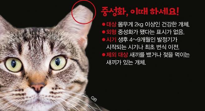 고양이 중성화 시기. 어린이과학동아, 게티이미지뱅크 제공