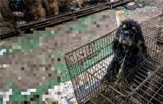 지난 4월25일, 동물단체 유엄빠는 불법 번식장 신고를 받고 경찰, 공무원과 함께 현장을 급습해 번식견 36마리를 전부 긴급격리 조치했다. 도그쇼에서 우승한 경력을 앞세워 우수한 혈통견을 분양한다는 업자 설명과 달리, 번식견들은 오물 속에서 질병에 노출된 채 사육되고 있었다. 유튜브 재끼찬 제공