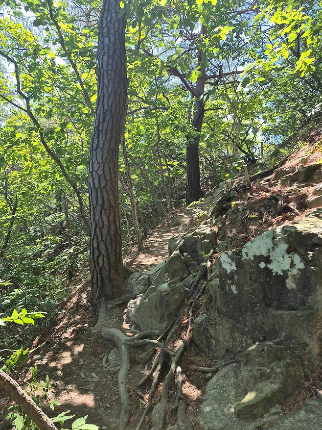 경북 청송군 주왕산국립공원 주봉 코스 등산로. 주봉은 초입부터 경사가 가파르고 길이 좁아 탐방객의 주의가 요구된다. 청송=김정혜 기자
