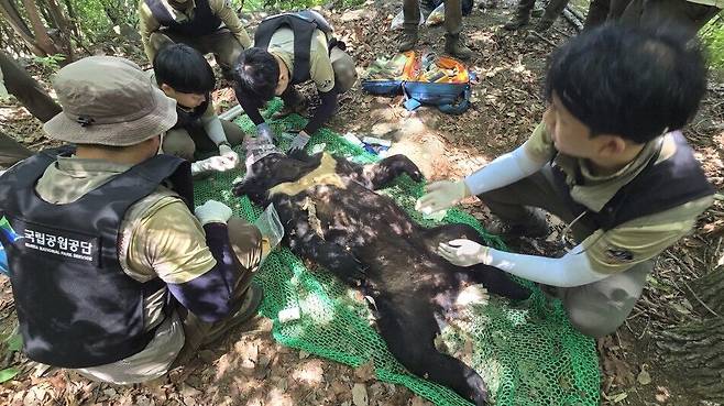 개체 포획 및 검진 모습. 국립공원공단