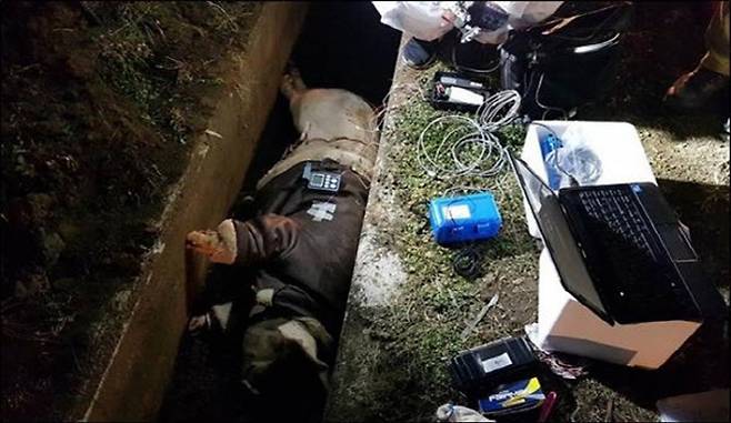 ‘제주 보육교사 살인’ 사건 재조사에 나선 제주 경찰이 사망 시점을 밝혀 내기 위해 2018년 1월 시신이 발견된 배수로에서 돼지를 이용한 부패 실험을 하는 모습. 제주경찰