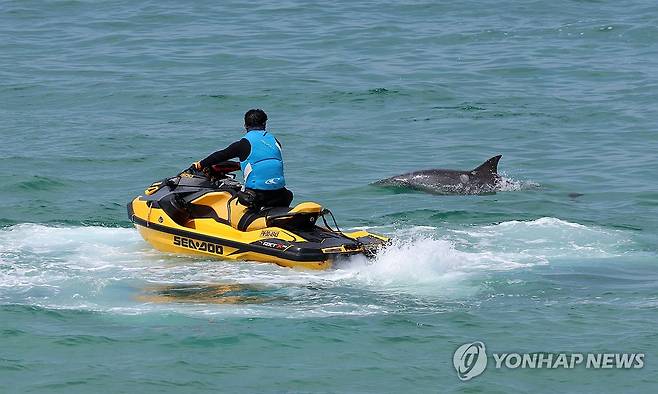 강릉 안목해변 돌고래 '안목이' (강릉=연합뉴스) 유형재 기자 = 지난해 8월부터 강원 강릉항 일대에 나타나 인기를 끌고 있는 남방큰돌고래 '안목이'가 19일 제트스키 주변에서 헤엄치며 놀고 있다. 2026.4.19 yoo21@yna.co.kr