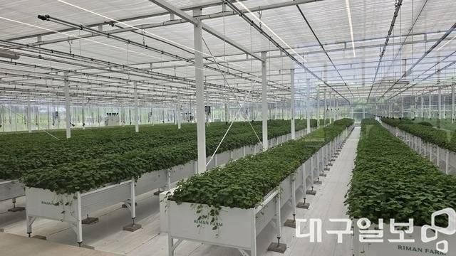 2018년 대구에서 출발한 리만코리아가 제주시 구좌읍에 자리 잡고 있는 스마트팜인 '리만팜'을 앞세워 글로벌 시장 공략에 속도를 내고 있다. 사진은 지난 14일 리만코리아의 병풀 특화 스마트팜 '리만팜' 모습이다. 권영진 기자