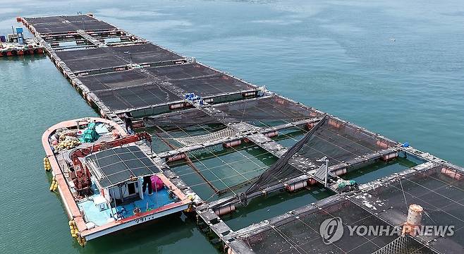 '고수온 대비' 차광막 설치…통영 중화항 지난 4일 오전 경남 통영시 산양읍 중화항 주변 조피볼락(우럭)·참돔 가두리 양식장에서 어민이 뜨거운 햇빛을 가리기 위해 차광막을 설치하고 있다.