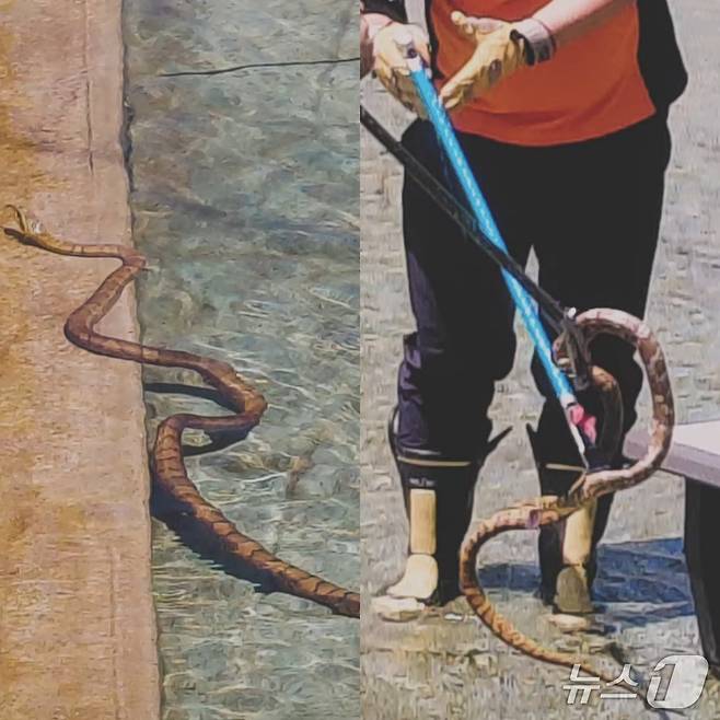 안동 실개천 물길공원에서 포착된 구렁이의 사진이 SNS에 올라왔다.(SNS 갈무리)2026.8.7/뉴스1