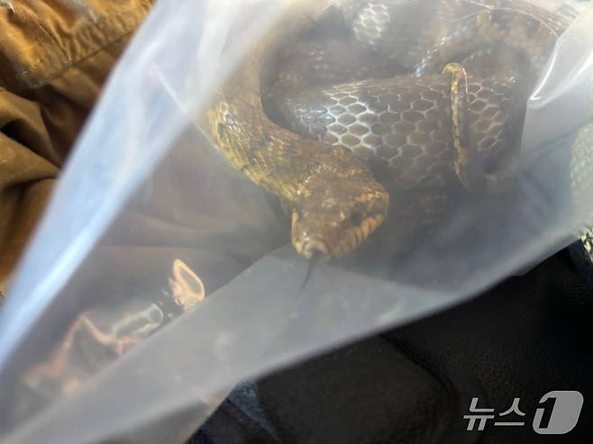 포획된 구렁이의 모습(안동소방서 제공. 재판매 및 DB 금지)2026.8.7/뉴스1