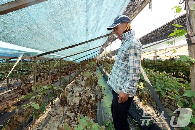 13일 전남광주 해남군의 한 인삼밭에서 천희구 씨(70)가 폭염으로 말라붙은 6년근 인삼 잎을 살펴보고 있다. 2026.8.13 ⓒ 뉴스1 박지현 기자