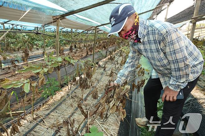 천희구 씨(70)가 13일 전남광주 해남군에 위치한 자신의 인삼밭에서 폭염으로 말라붙은 6년근 인삼 잎을 살펴보고 있다. ⓒ 뉴스1 박지현 기자