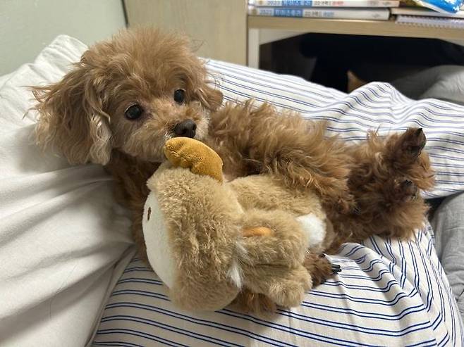언제나 아가 같은 얼굴의 꼬미. 보호자 제공