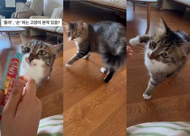'돌아', '손' 개인기 하는 고양이 보신 적 있나요!? 보호자 제공