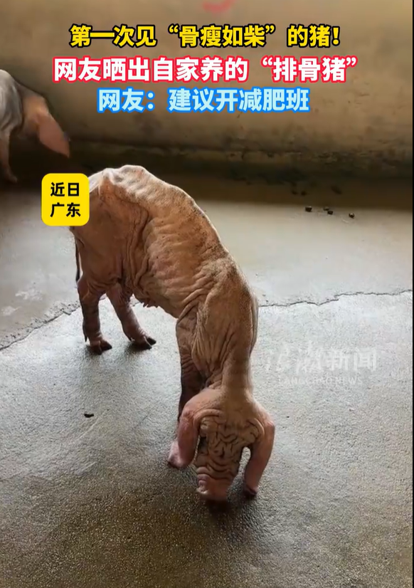 '마른 돼지' 관련 게시물이 중국 SNS에 공유되면서 논란이 되고있다. 중국 바이두.
