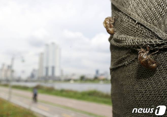 한 나무에 우화(유충에서 성충이 되는 과정)를 마친 매미의 껍질이 붙어 있다. 2022.7.5 ⓒ 뉴스1 윤일지 기자