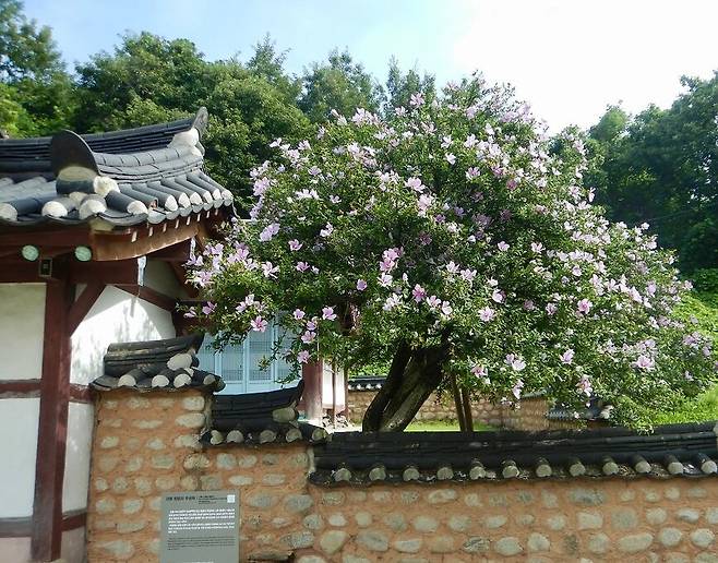 현존 국내 최고령으로 알려진 강릉 사천면 방동리에 심어진 무궁화 나무. 1900년 전후로 심어진 것으로 추정되고 나무의 뿌리목 둘레가 146㎝로 현재 알려진 국내 무궁화 중 가장 굵다. /윤주 국가유산청 국가유산위원