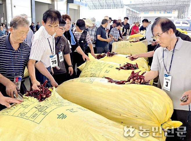 경북 서안동농협 농산물고추공판장에서 건고추 경매가 진행되는 가운데 중도매인들이 고추의 품질을 꼼꼼히 살피고 있다.