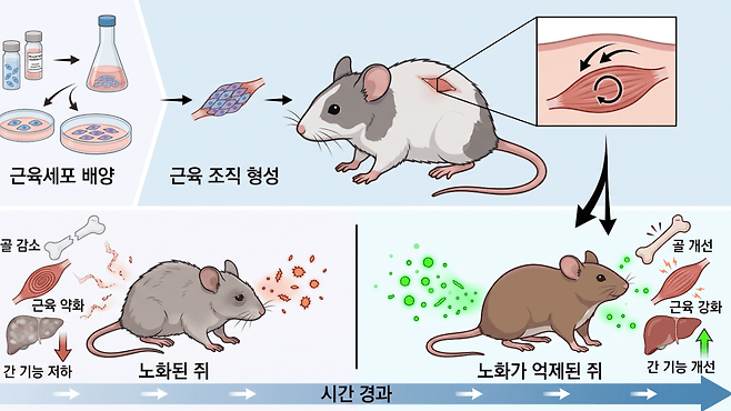 중국 연구팀이 생쥐의 허벅지 근육에서 줄기세포를 채취해 근육 운동 효과를 내는 수축성 근육 이식편(myograft)을 개발했다. 인공 근육을 이식받은 쥐는 중성지방 수치가 낮아졌고 간 손상과 염증도 줄었다 | 출처: Gemini 생성