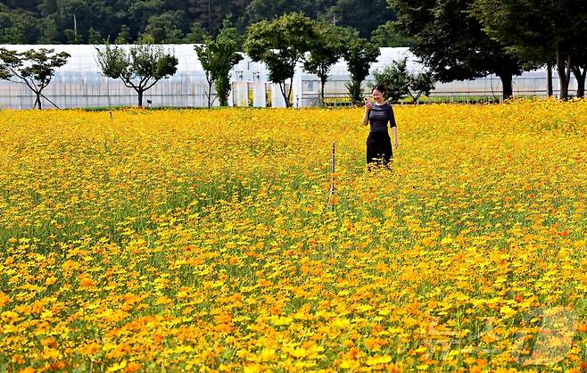 충북 괴산군 괴산읍 서부리 669 괴산군농업기술센터 뒤 동진천 인근 주황과 노랑 황화코스모스 꽃밭을 한 여인이 걷고 있다.(괴산군 제공) ⓒ 뉴스1