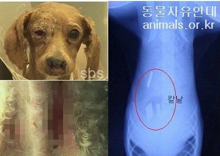 네로와 함께 구조됐지만 끝내 죽음에 이른 푸들(동물자유연대 제공) ⓒ 뉴스1