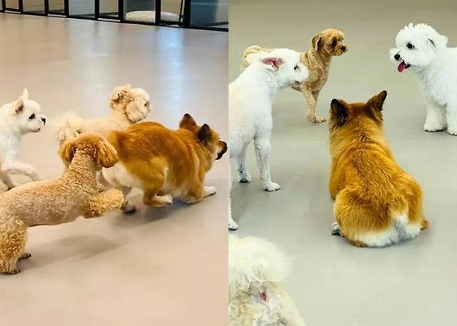 유치원에서도 열심히 친구들과 노는 뚠뚠이! 보호자 제공