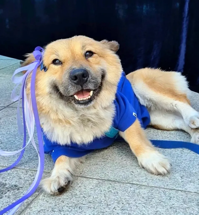 여러분, 뚠뚠이는 공주님이에요. 잊지 마세요! 보호자 제공