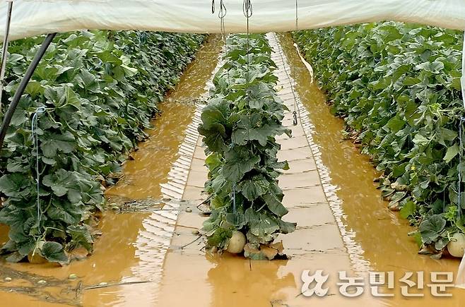 전북 고창군 무장면 옥산리의 한 멜론 시설하우스가 8월29~31일 내린 폭우로 모두 물에 잠겼다.