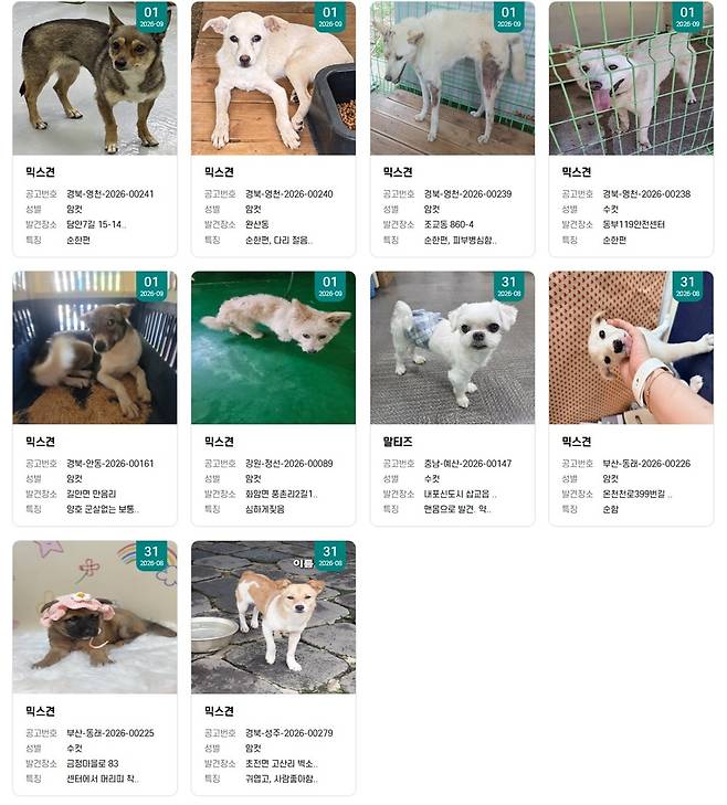 동물보호센터에서 입양 가능한 보호견의 상당수가 믹스견이다(사진 국가동물보호정보시스템). ⓒ 뉴스1