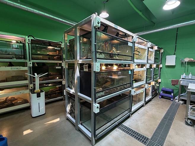 사이테스 동물 보호시설은 최대 500마리인 수용률이 92%(462마리)에 달했고, 파충류는 최대 440마리 중 422마리가 들어와 96%에 이른다. 사진은 파충류 사육실. 김지숙 기자