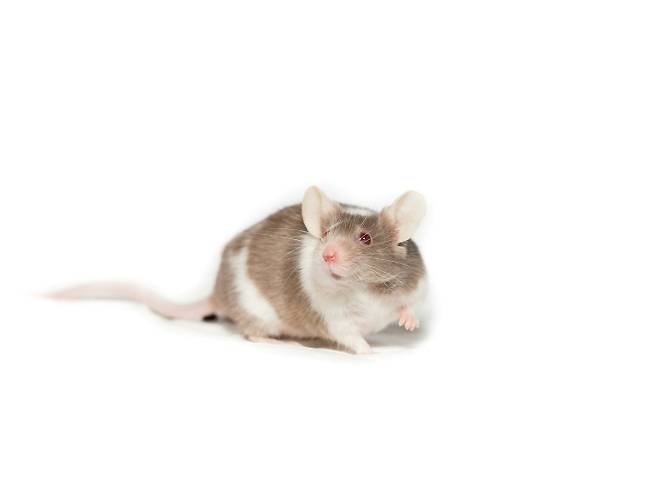 생쥐는 수염 덕분에 동굴, 땅 속, 하수도처럼 어둡고 비좁은 공간을 거침없이 다닐 수 있다. 과학자들이 생쥐의 수염을 모사해 초소형 드론의 공간 탐색 장치를 개발했다. 언스플래쉬 제공
