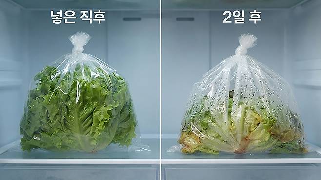 단 3일 만에 숨이 죽어 짓무르는 비닐 속 광경은 잘못된 보관법이 초래한 결과다. 셔터스톡 제공 이미지를 활용한 분할컷