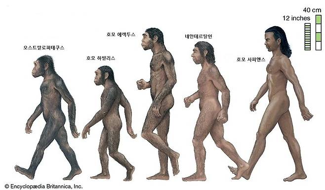현생 인류인 호모 사피엔스는 700만년 전 분화한 사람족(호미닌) 집단 중 유일하게 살아남은 종이다.