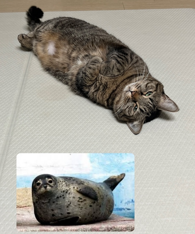 이건 그냥 물개...?! 아니 고양이...? 보호자 제공