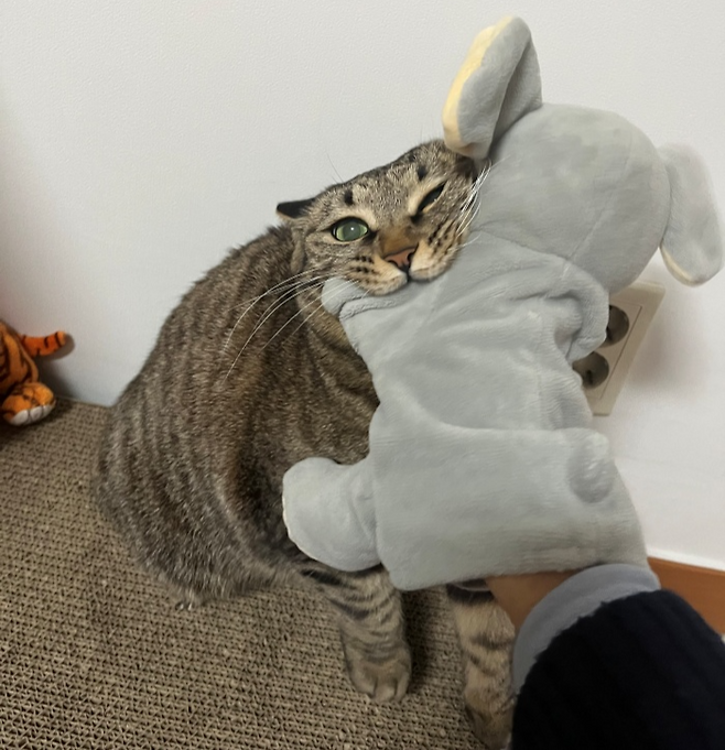 행님이가 가장 좋아하는 회색 코끼리 인형. 보호자 제공