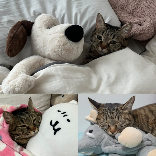 인형들과 쉬고 있는 행님이 모습. 보호자 제공