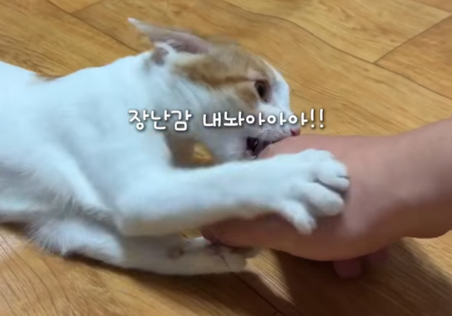 무는 행동을 자주하는 빵꾸. 보호자 제공