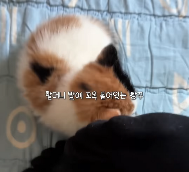 할머니가 너무 좋은 빵꾸. 보호자 제공