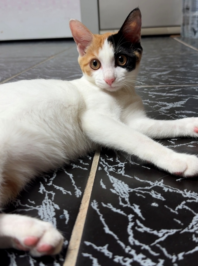 제법 의젓해진 빵꾸의 모습. 보호자 제공