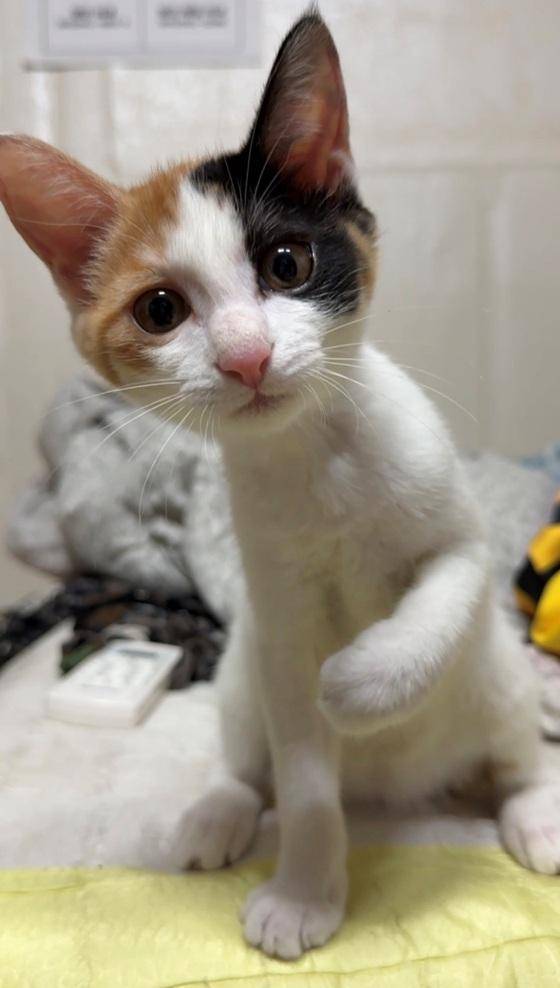집중하는 모습의 빵꾸. 보호자 제공