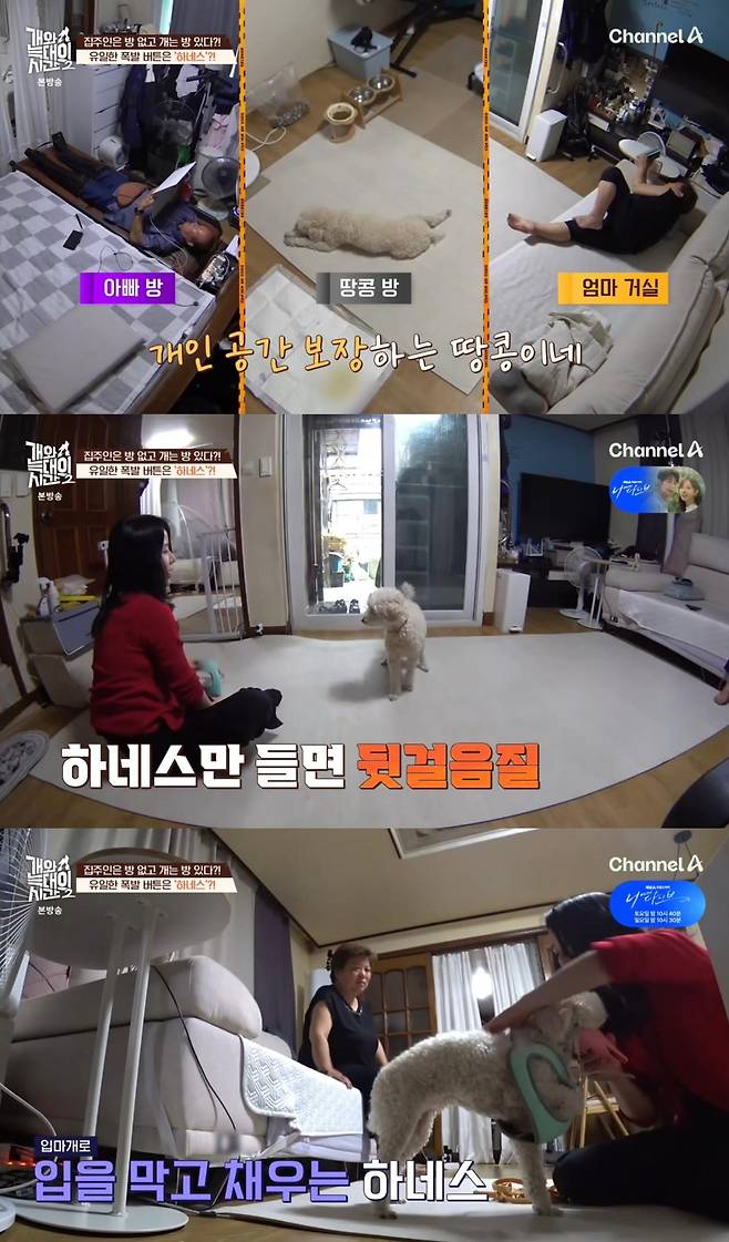 출처:채널A '개와 늑대의 시간2'