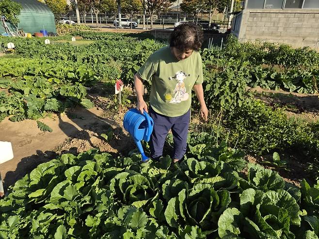 지난 18일 오전 8시쯤 대구 동구 대림동에 있는 한 공영 도시 텃밭에서 유기순(75·동구 신암동)씨가 배추에 물을 주고 있다. 안성태 수습기자