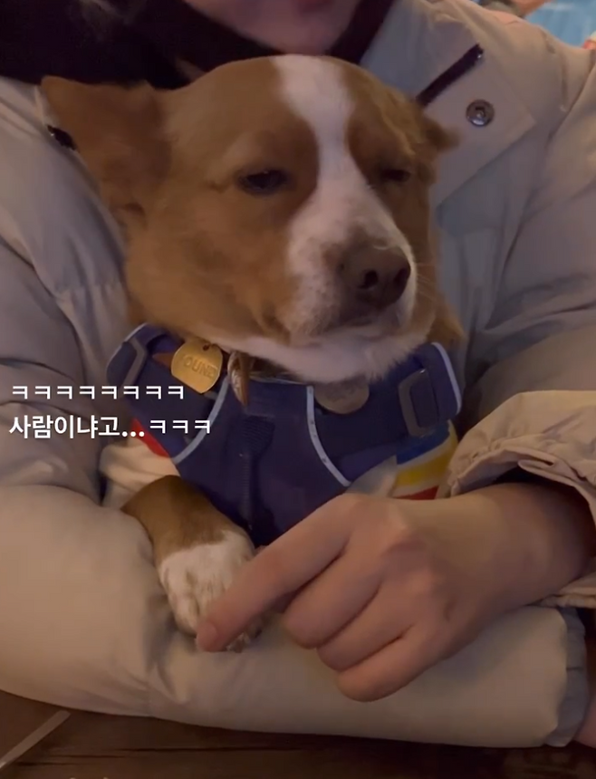 몰려오는 졸음을 참고 있는 럭키. 럭키 보호자 제공