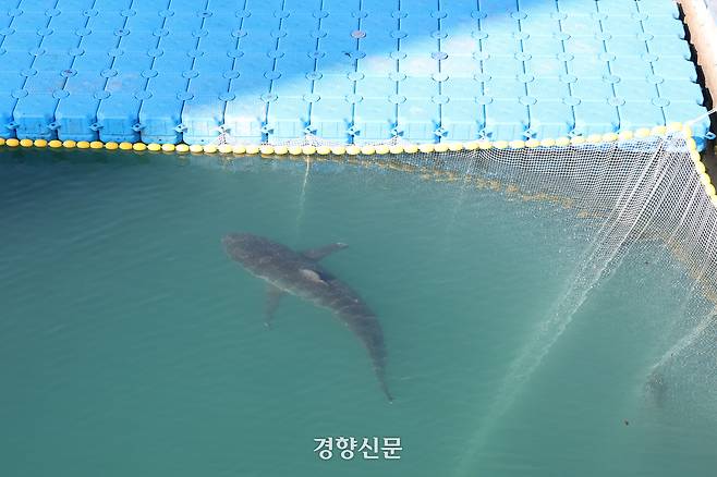 해양수산부와 국립해양생물자원관 등 상어 합동구조단이 지난 21일 부산 동구 북항친수공원에서 그물과 부유시설 등을 이용해 흑상어 ‘부캉이’를 먼바다로 유도하는 3차 시도를 하고 있는 가운데 상어가 헤엄치고 있다. 한수빈 기자