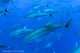 출처: 어망에 포획된 참다랑어들