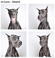출처: https://3milliondogs.com/3-million-dogs/photobooth-pics-helps-shelter-dog-find-forever-homes/